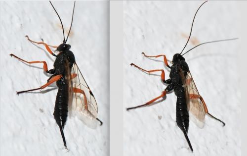 Réf. 269 120 : Pimpla rufipes